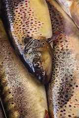 Image showing Fresh fish