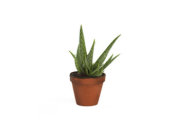 Image showing Aloe vera isolated on white