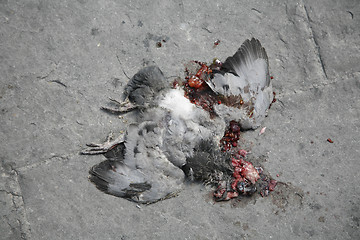 Image showing Dead pigeon