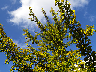 Image showing gingko tree