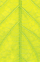 Image showing Grean leaf macro