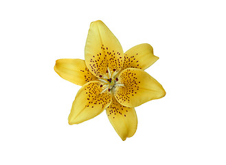 Image showing Yellow lilly flower isolated on white