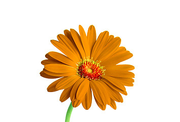 Image showing Orange flower isolated on white background