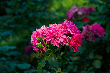 Image showing purple flowers in wild nature