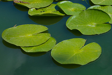 Image showing water lilly blossoms in summer day
