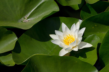 Image showing white water lily