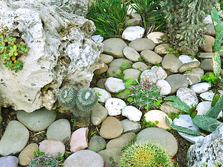 Image showing many large cacti in the greenhouse