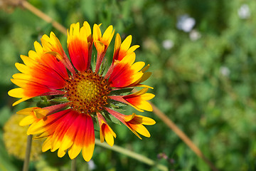 Image showing Beautiful flower