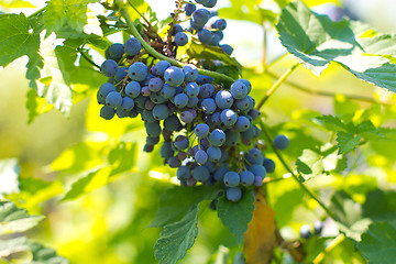 Image showing Red Wine Grapes