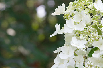 Image showing Gypsophila