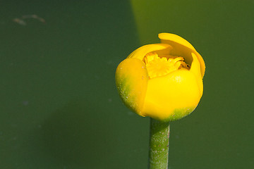 Image showing water lilly blossoms in summer day