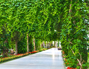 Image showing Green park alley on a sea shore