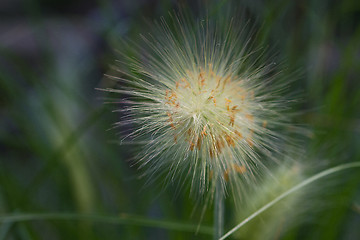 Image showing Field of dandelions