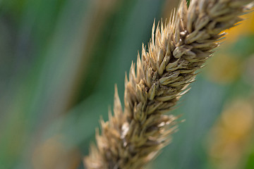 Image showing Wheat