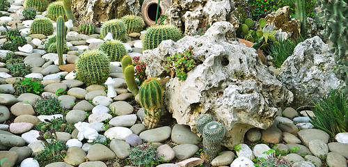 Image showing many large cacti in the greenhouse