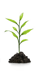 Image showing Seedling green plant on a white background