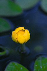 Image showing water lilly blossoms in summer day