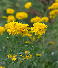 Image showing background yellow flowers