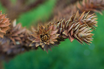 Image showing Cedar cones