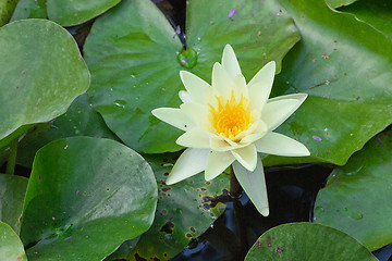 Image showing white water lily