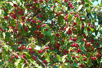 Image showing Rowan Berries