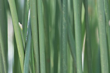 Image showing Sugar cane plant