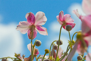 Image showing Beautiful pink flowers and Blue sky