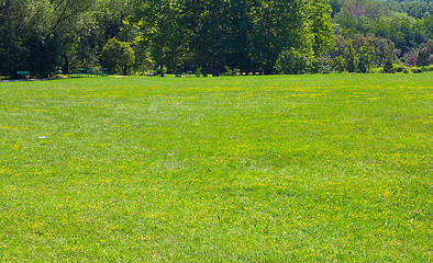 Image showing Green grass background