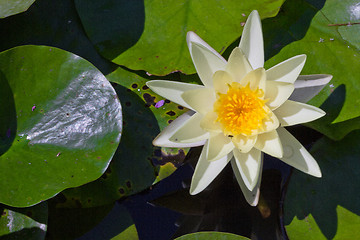 Image showing water lily with lotus leaf on pond