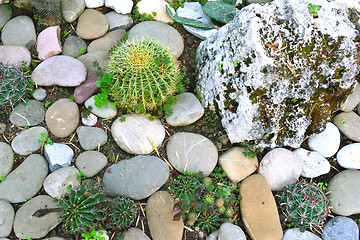 Image showing many large cacti in the greenhouse