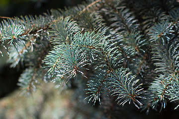 Image showing fir branches