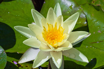 Image showing white water lily