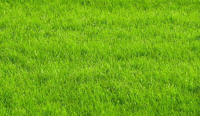 Image showing green grass background