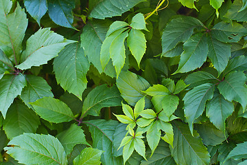 Image showing green leaves background