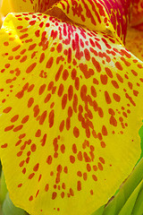 Image showing Yellow petals. Background.