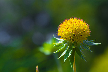 Image showing Field of dandelions