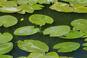 Image showing water lilly blossoms in summer day