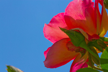 Image showing wild rose flower