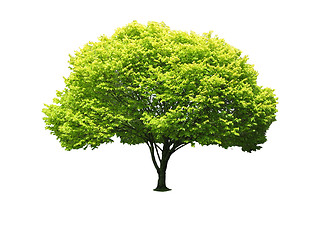 Image showing Tree isolated against a white background