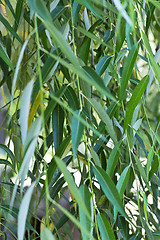 Image showing green leaves background