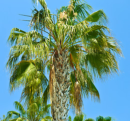 Image showing Island Paradise - Palm trees