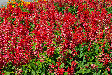 Image showing Beautiful red flowers