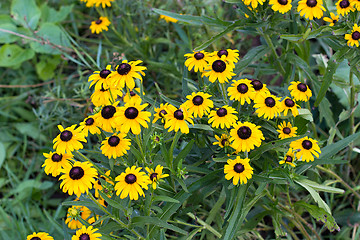 Image showing background yellow flowers