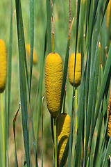 Image showing Sugar cane plant