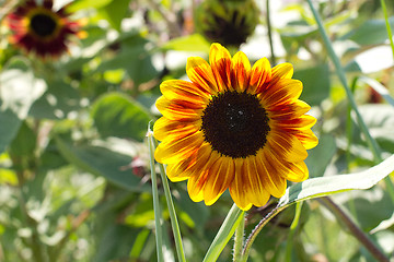 Image showing Macro view of yellow flower