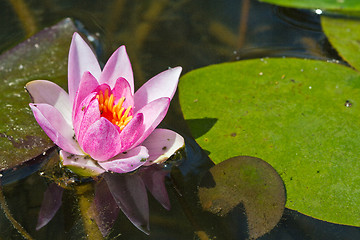 Image showing water lily with lotus leaf on pond