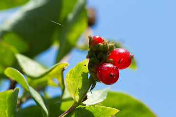 Image showing Rowan Berries