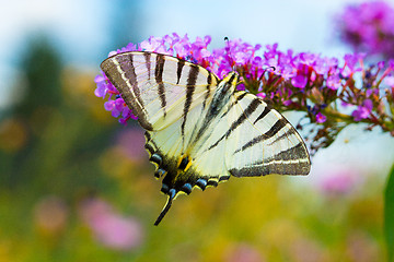 Image showing A beautiful butterfly resting on a white flower