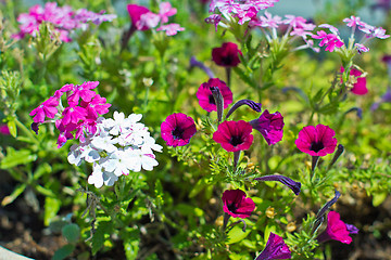 Image showing Pretty manicured flower garden with colorful azaleas.