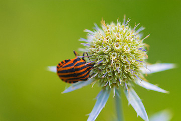 Image showing lady bug